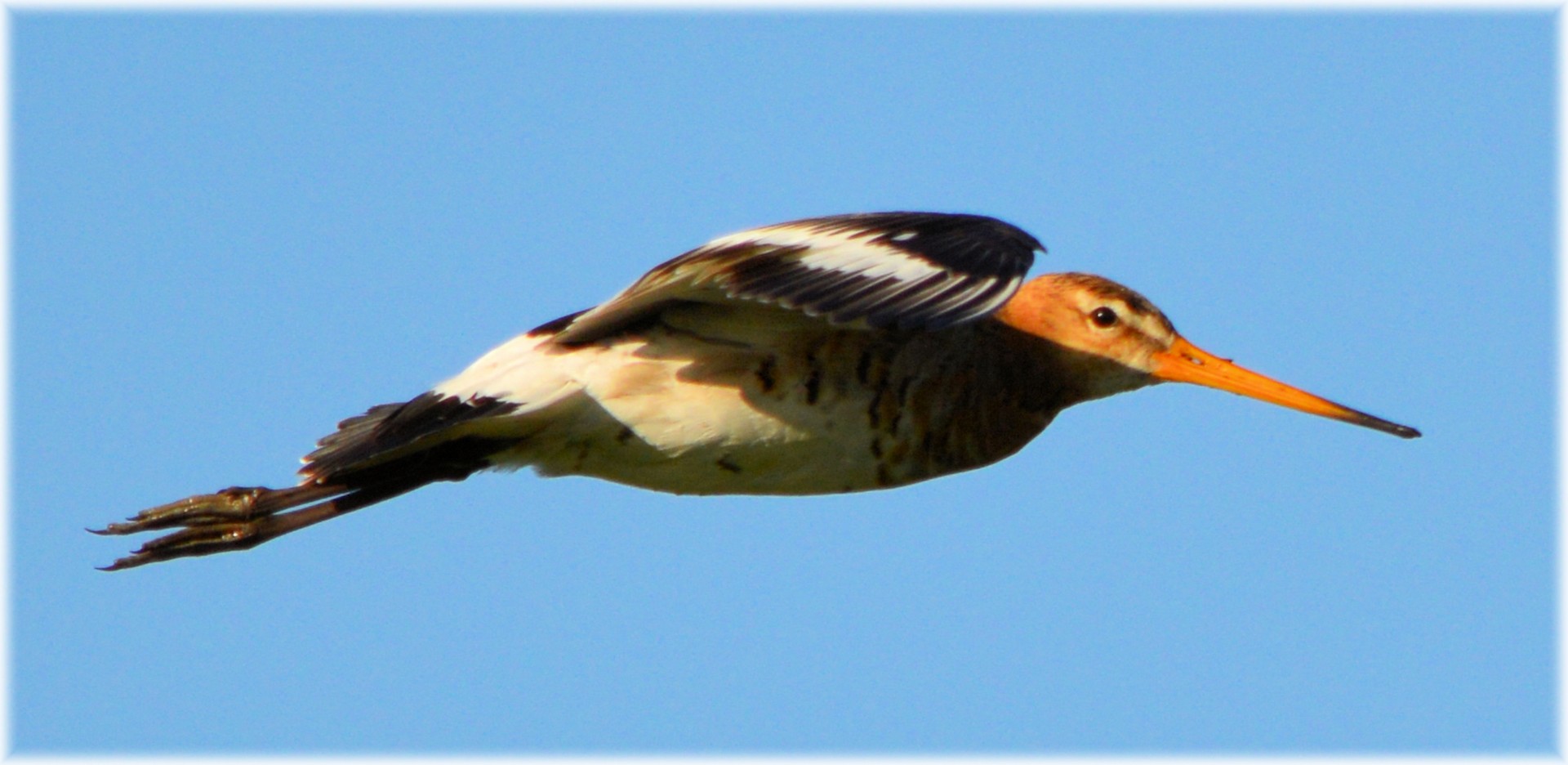 Godwit,  Paukštis,  Pavasaris,  Gamta,  Gyvūnas,  Holland,  Skristi,  Godwit Serija 2, Nemokamos Nuotraukos,  Nemokama Licenzija