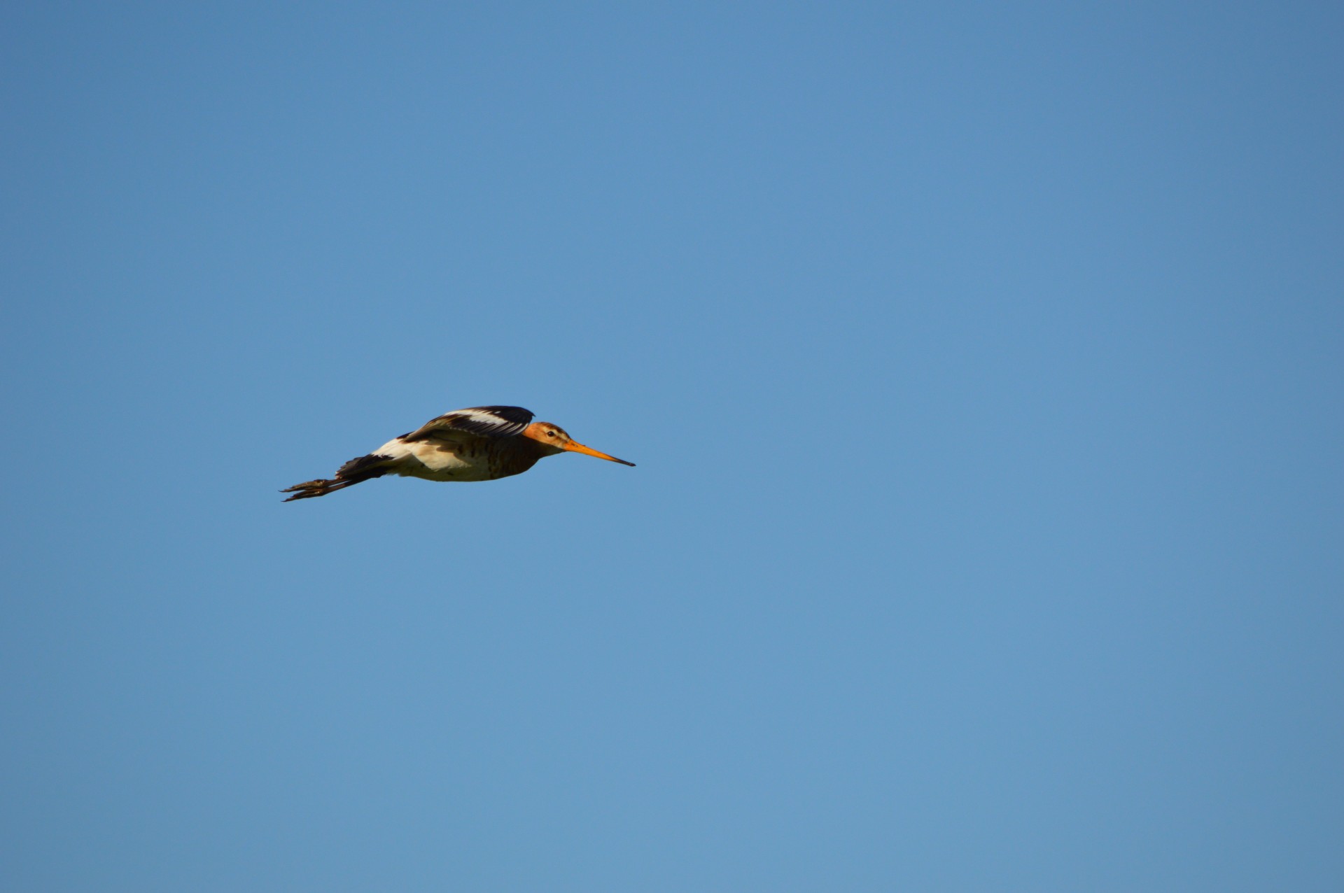 Godwit,  Paukštis,  Pavasaris,  Gamta,  Gyvūnas,  Holland,  Skristi,  Godwit Serija 2, Nemokamos Nuotraukos,  Nemokama Licenzija