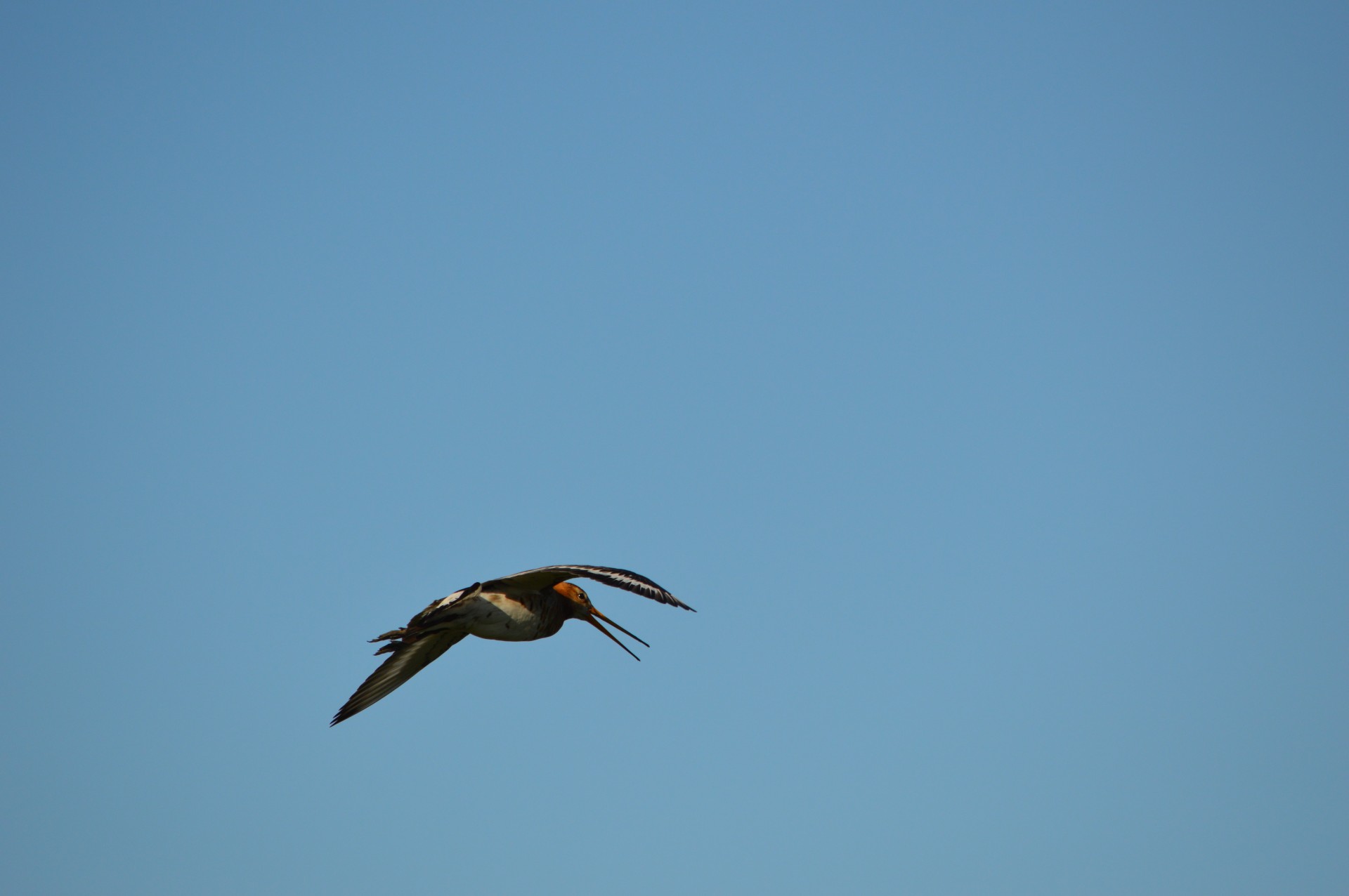 Godwit,  Paukštis,  Pavasaris,  Gamta,  Gyvūnas,  Holland,  Skristi,  Godwit Serija 2, Nemokamos Nuotraukos,  Nemokama Licenzija