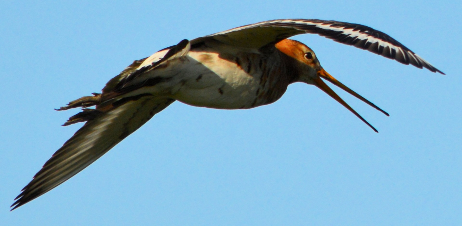 Godwit,  Paukštis,  Pavasaris,  Gamta,  Gyvūnas,  Holland,  Skristi,  Godwit Serija 2, Nemokamos Nuotraukos,  Nemokama Licenzija