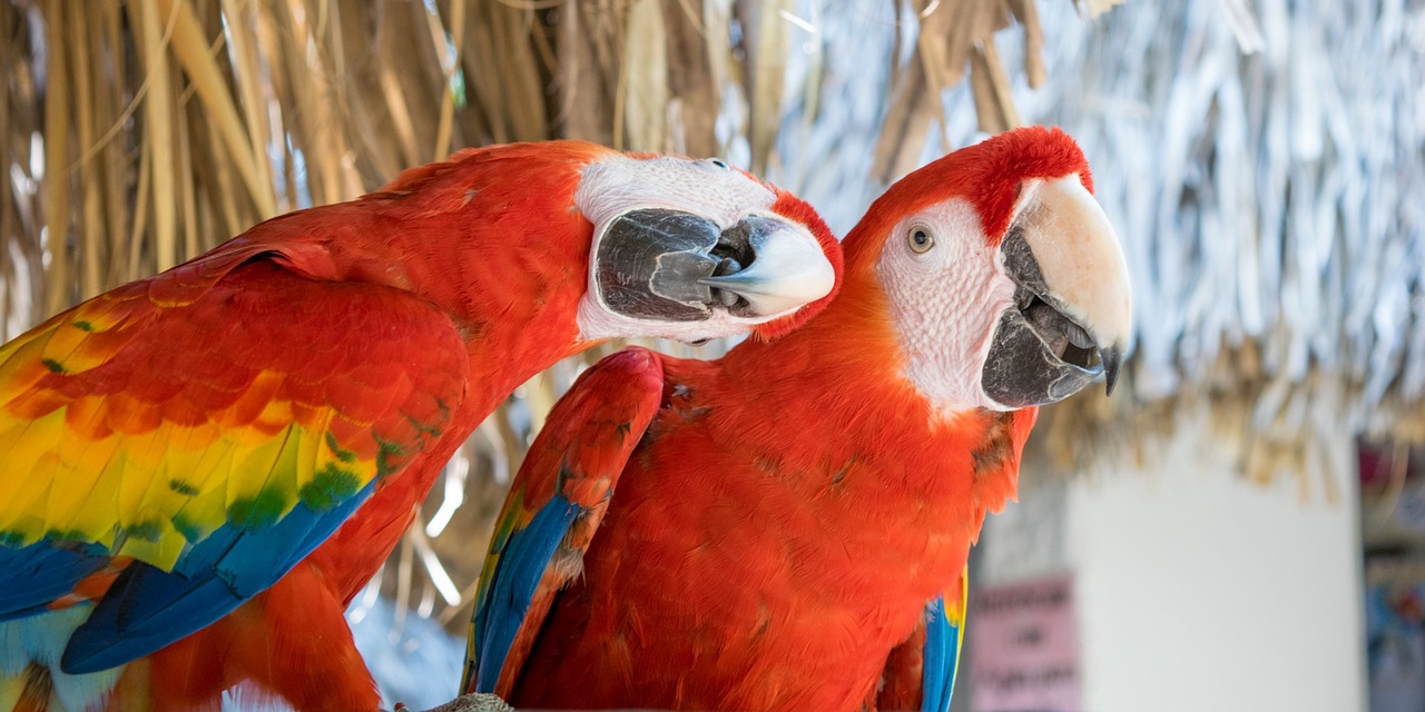 Guacamayas, Macaws, Raudona, Meilė, Ave, Gyvūnas, Egzotinė Paukštis, Atogrąžų Paukštis, Gyvūnai, Paukštis