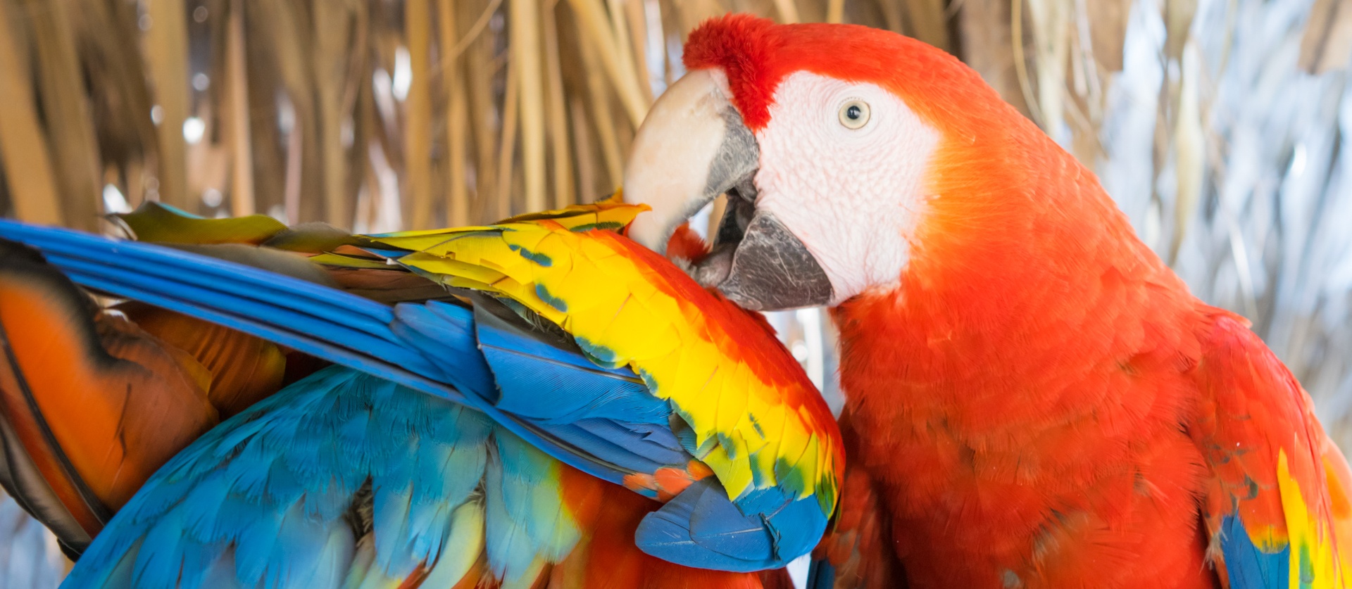 Macaw,  Macaws,  Papūgos,  Ara,  Macaws, Nemokamos Nuotraukos,  Nemokama Licenzija