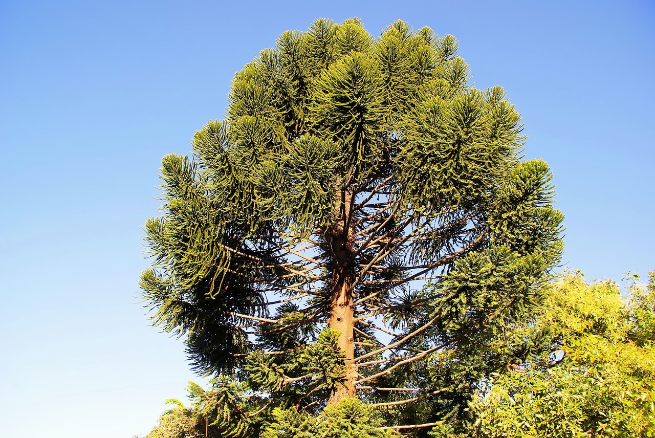 Gvatemala, Araucaria, Araucaria Heterophylla, Medis, Norfolko Pušis, Didelis Medis, Botanika, Nemokamos Nuotraukos,  Nemokama Licenzija