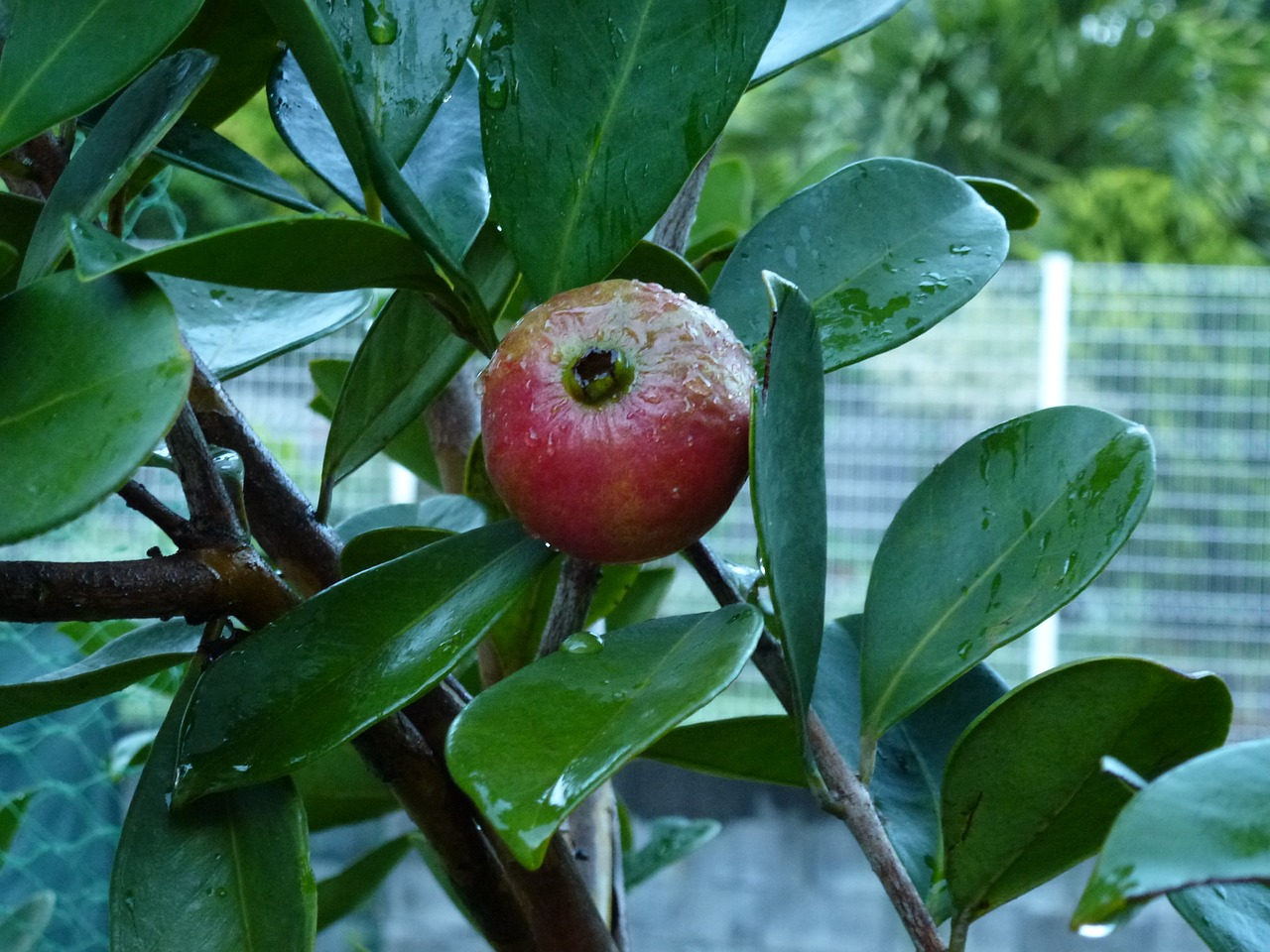 Guava, Raudonas Vaisius, Tropiniai Vaisiai, Nemokamos Nuotraukos,  Nemokama Licenzija