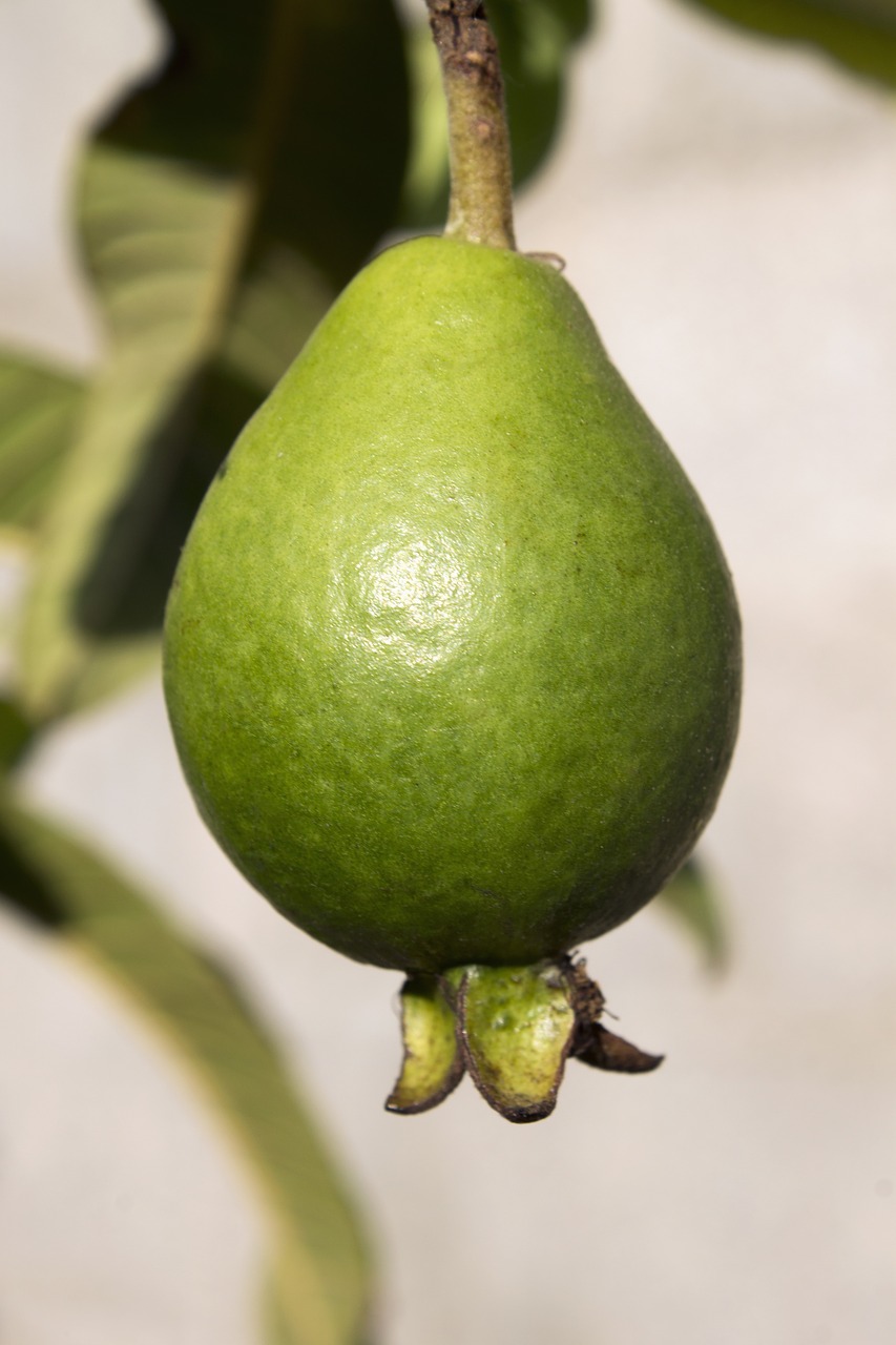 Guava, Vaisiai, Žalias, Gamta, Brazilijos, Maistas, Brazilija, Valgomieji, Auga, Nemokamos Nuotraukos
