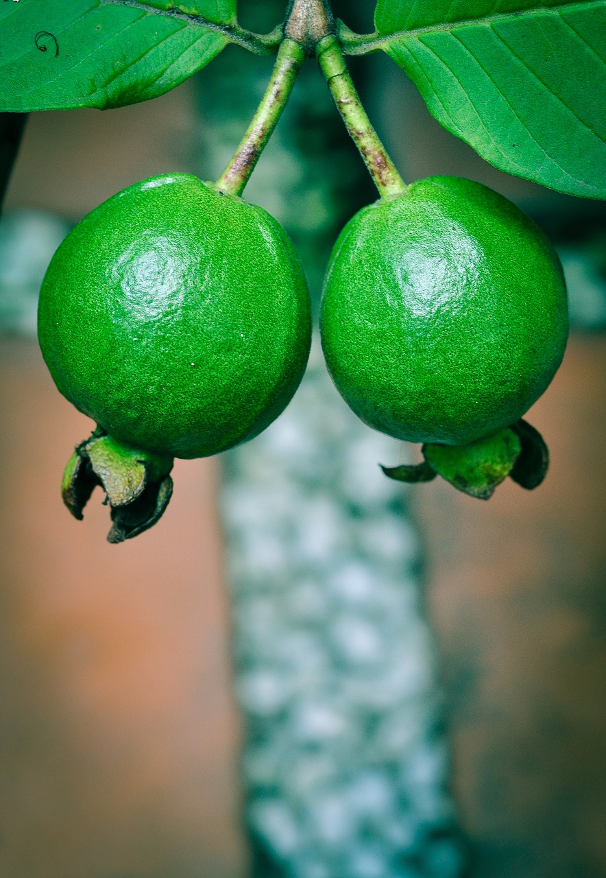 Guava, Žalias, Šviežias, Vaisiai, Gamta, Natūralus, Saldus, Ekologiškas, Sveikas, Augalas