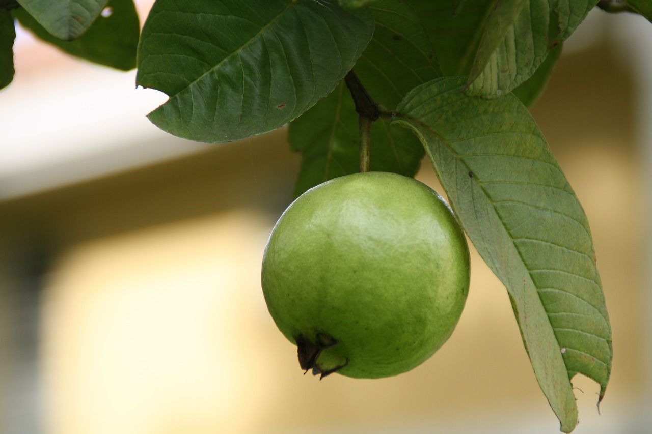 Guava, Žalias, Vaisiai, Valgomieji, Augalai, Medžiai, Žaluma, Lapai, Lapinės, Filialai