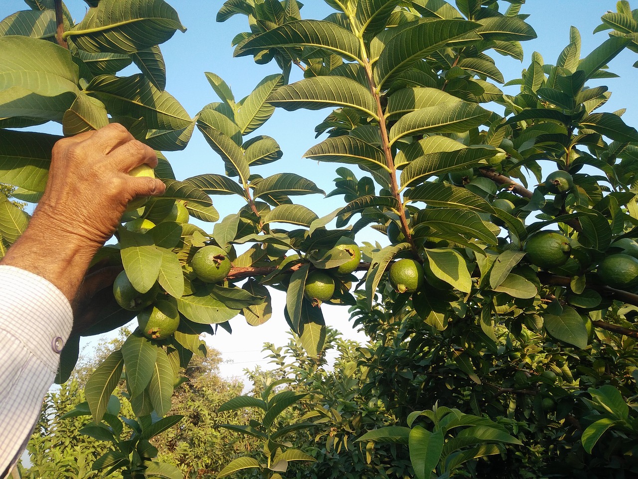 Guava, Gvajavos Medis, Atogrąžų Vaisiai, Gvajavos Vaisiai, Vaisiai, Nemokamos Nuotraukos,  Nemokama Licenzija