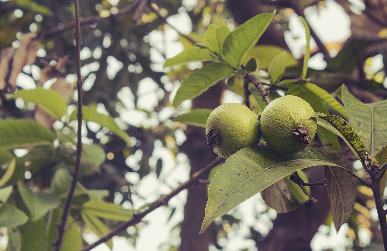 Guava, Vaisiai, Gamta, Šviežias, Maistas, Atogrąžų, Natūralus, Prinokę, Saldus, Vegetariškas