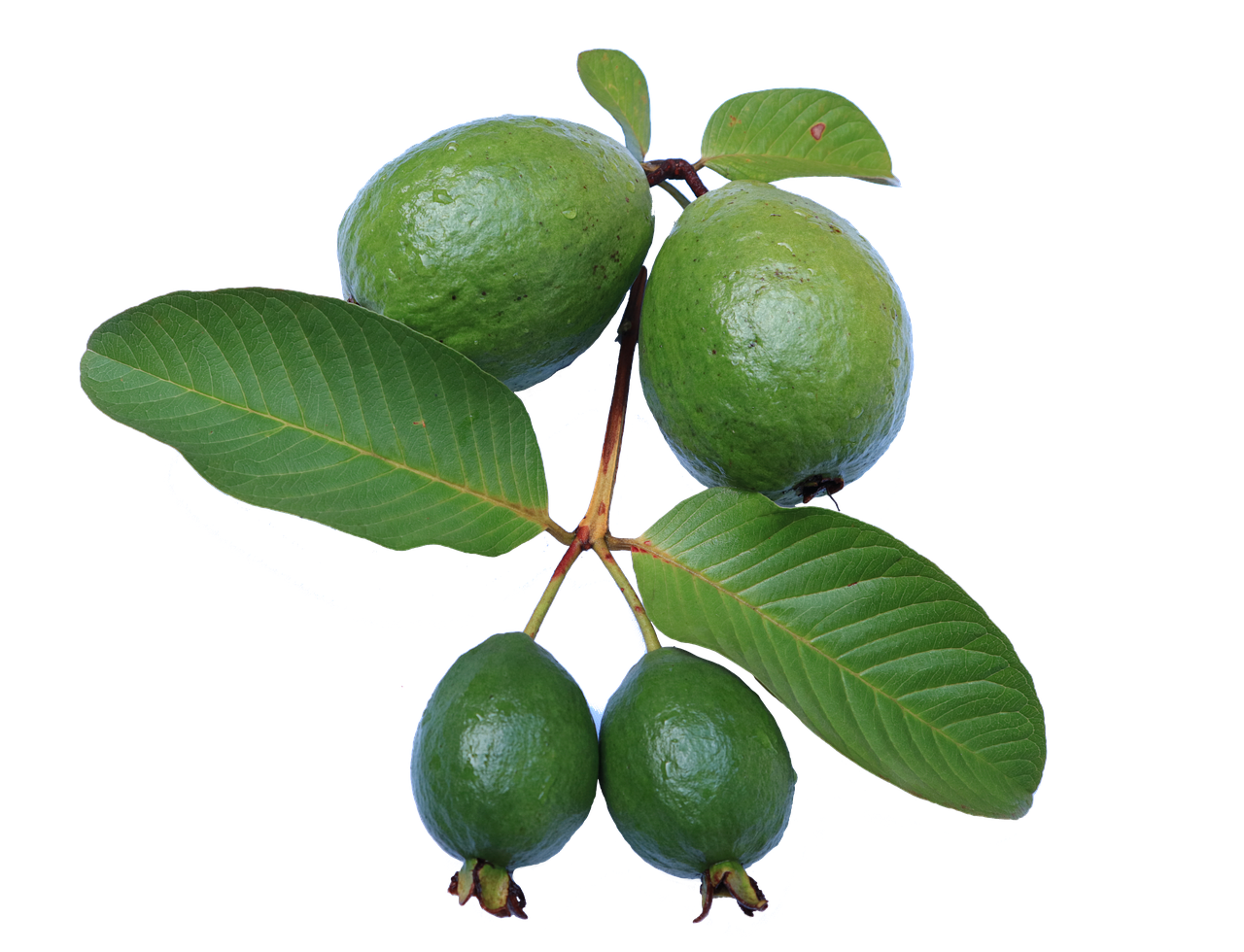 Guava, Lapai, Jambu Biji, Žalias, Gvajavos Png, Nemokamos Nuotraukos,  Nemokama Licenzija