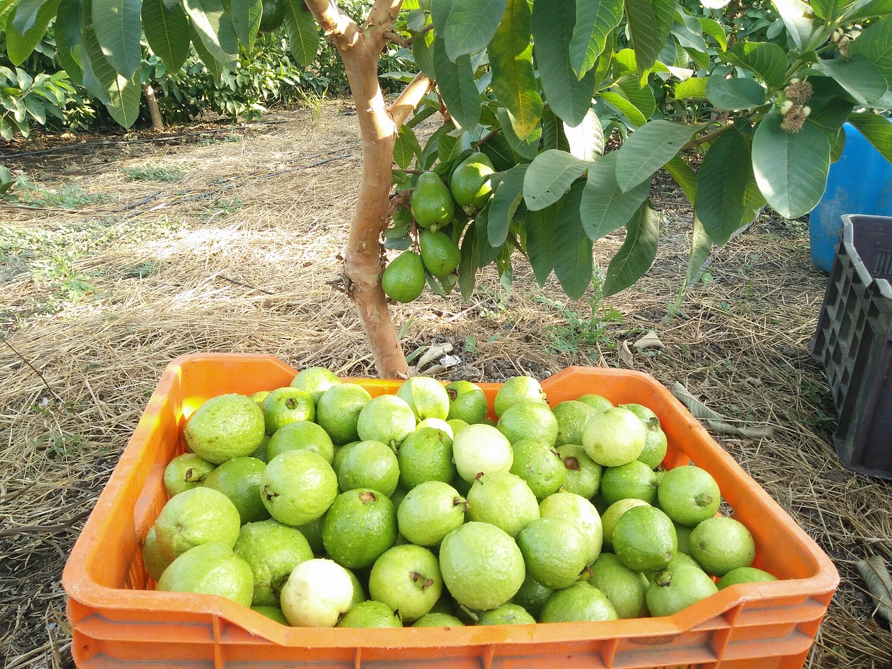 Guava, Vaisiai, Gvajavos Rinkimas, Gvajavos Veisimas, Gvajavos Saugykla, Gvajavos Pakuotė, Gvajavos Krepšelis, Nemokamos Nuotraukos,  Nemokama Licenzija