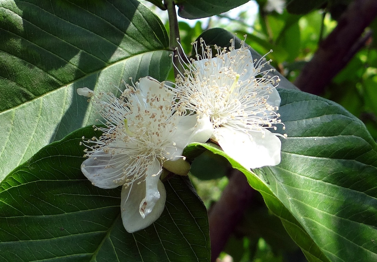 Guava, Gėlė, Balta, Guava Lapai, Dharwad, Indija, Nemokamos Nuotraukos,  Nemokama Licenzija