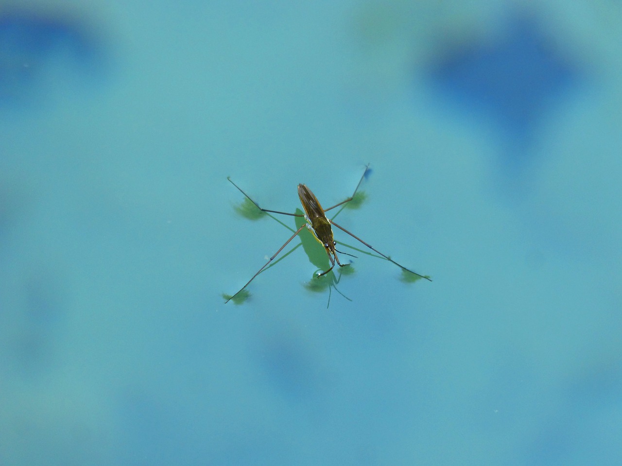 Guerrido, Sabater, Gerridae, Tvenkinys, Vandens Vabzdys, Nemokamos Nuotraukos,  Nemokama Licenzija