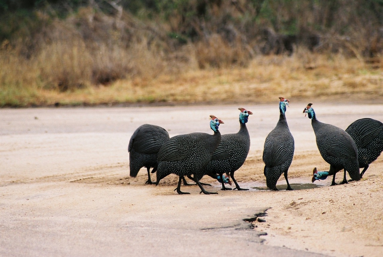 Perlinės Vištos, Kruger Nacionalinis Parkas, Pietų Afrika, Laukiniai, Paukščiai, Laukinė Gamta, Geriamas Vanduo, Nemokamos Nuotraukos,  Nemokama Licenzija