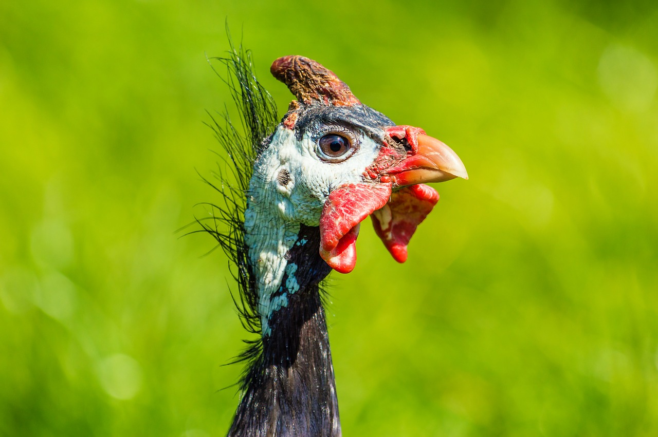 Perlinės Vištos, Šalmas Perl Vištienos, Paukštis, Portretas, Gamta, Uždaryti, Laukinės Gamtos Fotografija, Galva, Vištiena, Nemokamos Nuotraukos