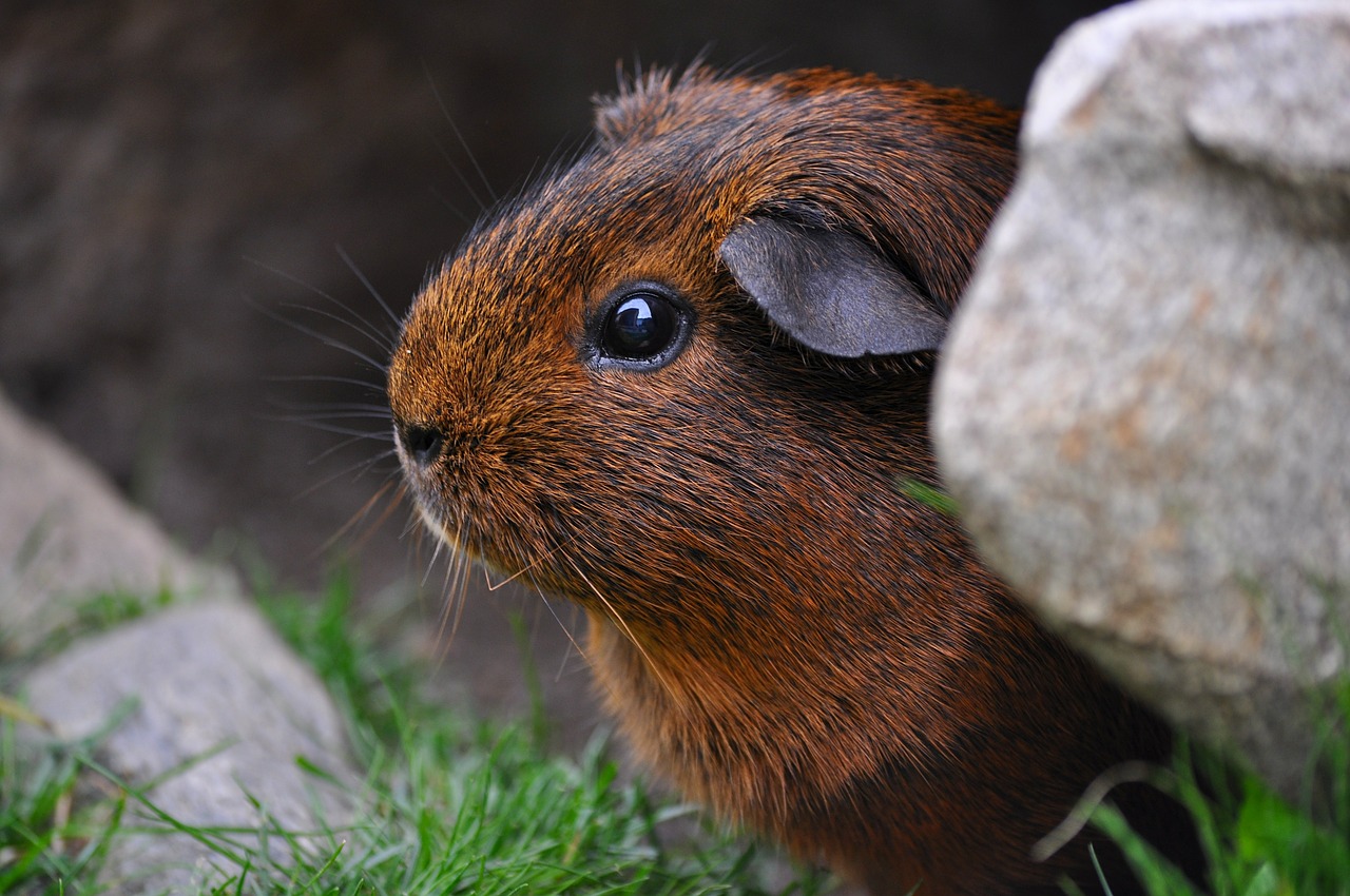 Jūrų Kiaulytė, Graužikas, Mielas, Akys, Kailis, Lygūs Plaukai, Gamta, Aukso Agouti, Nemokamos Nuotraukos,  Nemokama Licenzija