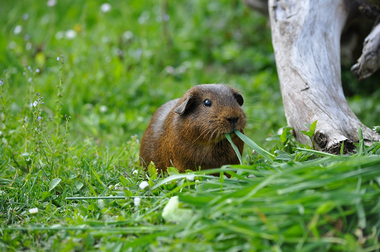 Jūrų Kiaulytė, Graužikas, Gyvūnas, Valgyti, Alkanas, Saldus, Knuffig, Žolė, Lygūs Plaukai, Aukso Agouti