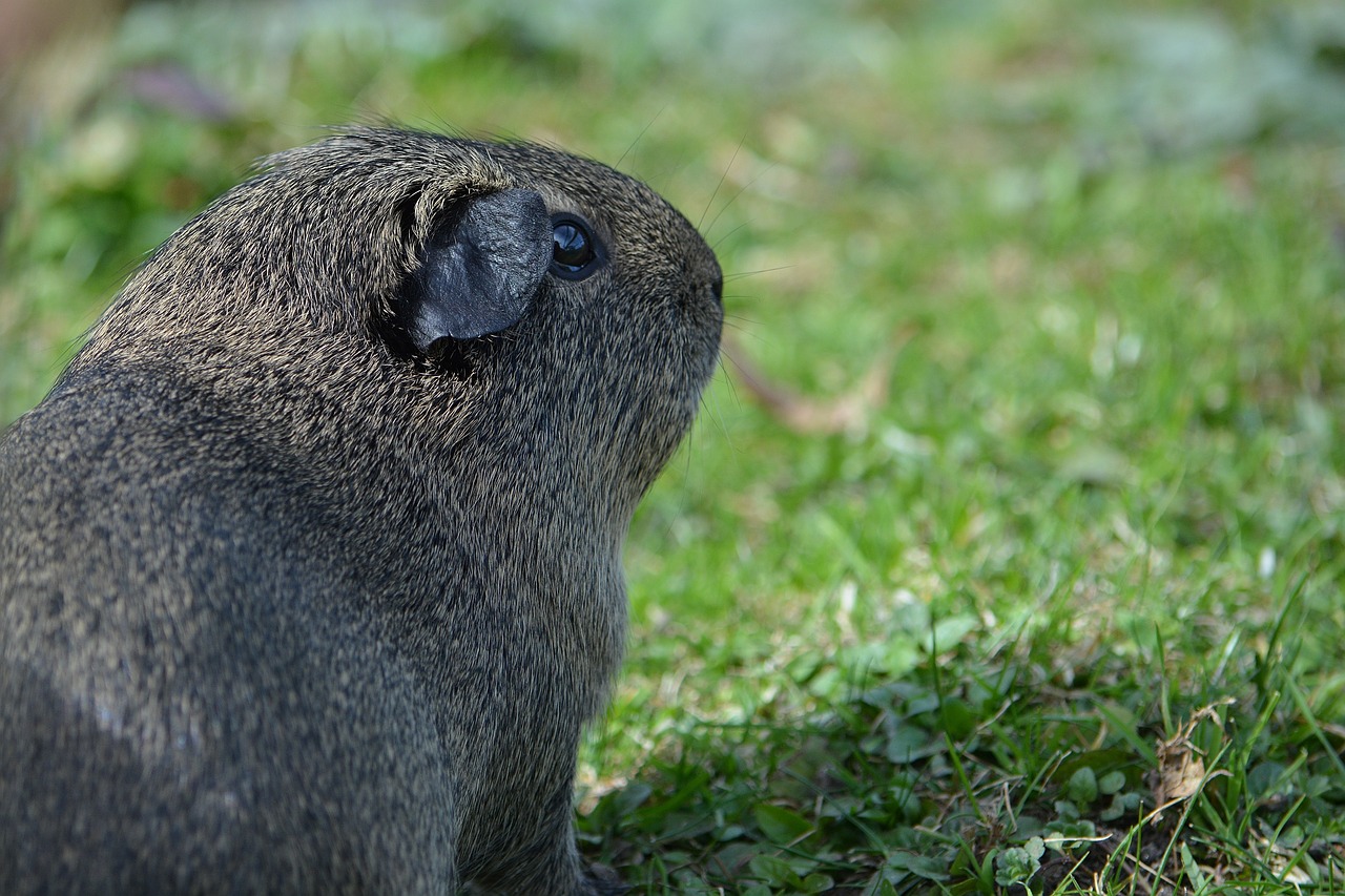 Jūrų Kiaulytė, Graužikas, Gyvūnas, Mielas, Lygūs Plaukai, Lemonagouti, Nemokamos Nuotraukos,  Nemokama Licenzija