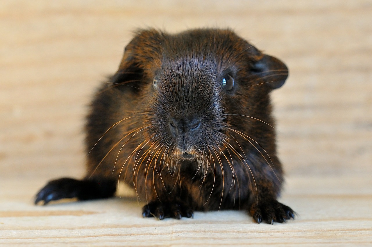 Jūrų Kiaulytė, Jaunas Gyvūnas, Lygūs Plaukai, Aukso Agouti, Saldus, Graužikai, Nemokamos Nuotraukos,  Nemokama Licenzija