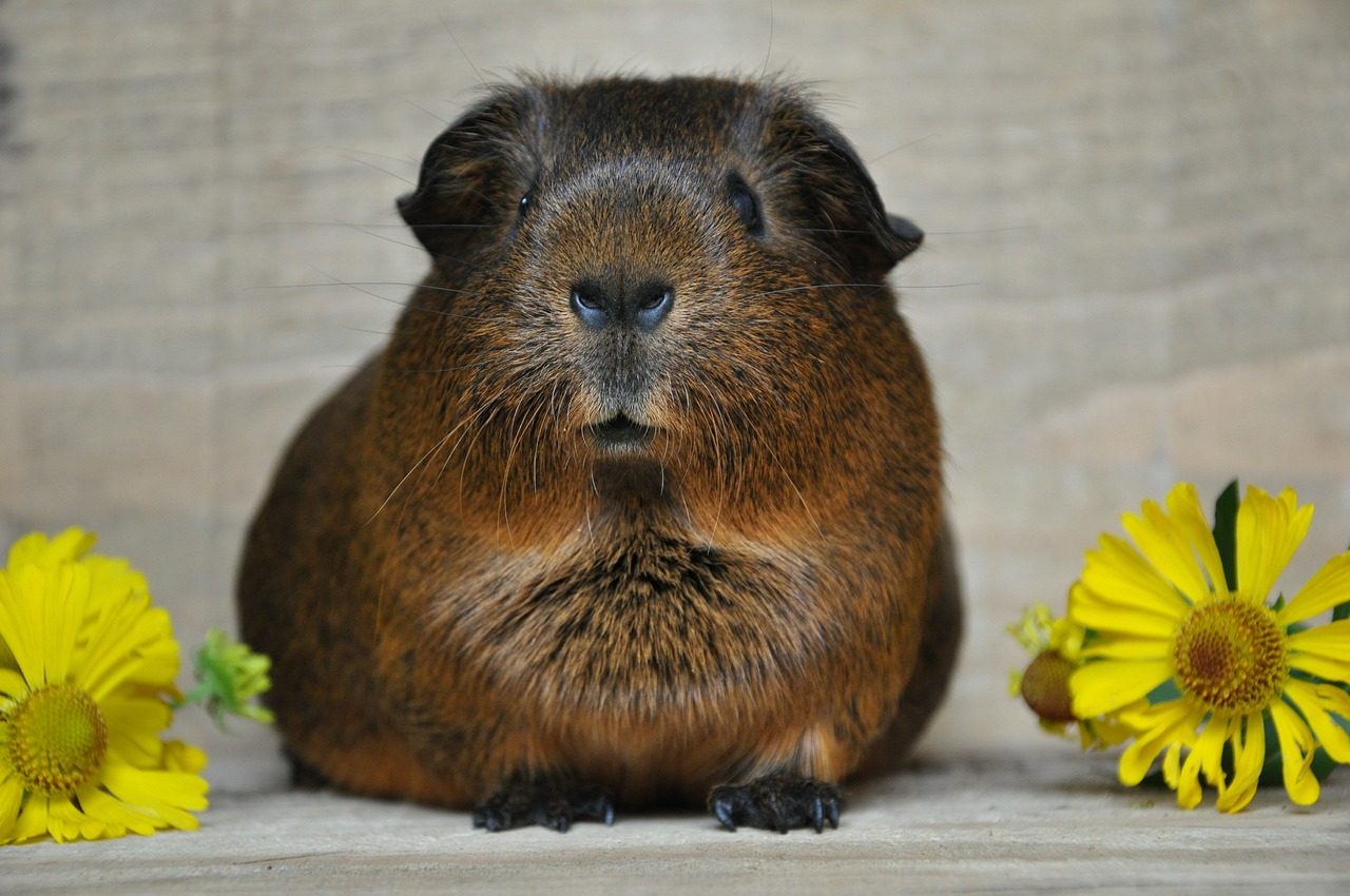 Jūrų Kiaulytė, Lygūs Plaukai, Aukso Agouti, Graužikas, Gėlės, Naminis Gyvūnėlis, Maži Gyvūnai, Nemokamos Nuotraukos,  Nemokama Licenzija