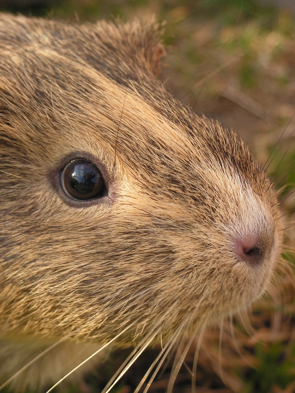 Jūrų Kiaulytė, Portretas, Galva, Agouti, Moteris, Akis, Gyvūnas, Nemokamos Nuotraukos,  Nemokama Licenzija