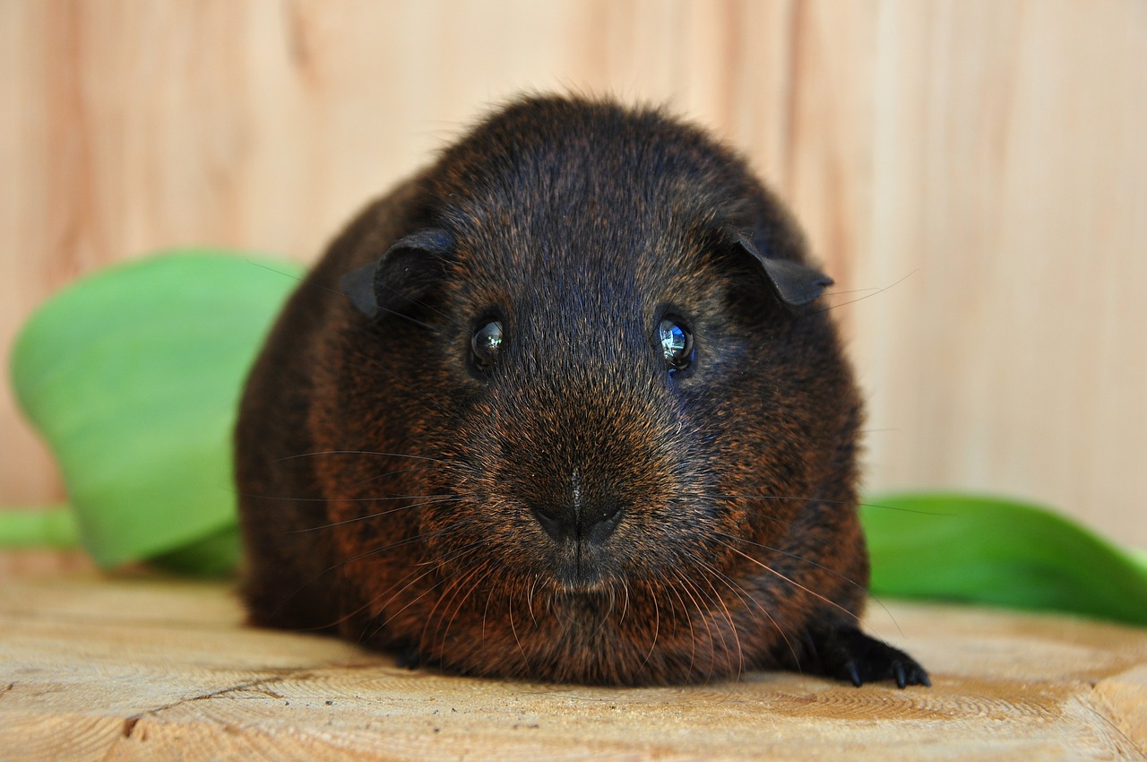 Jūrų Kiaulytė, Lygūs Plaukai, Kailiniai Gyvūnai, Gyvūnas, Aukso Agouti, Nemokamos Nuotraukos,  Nemokama Licenzija