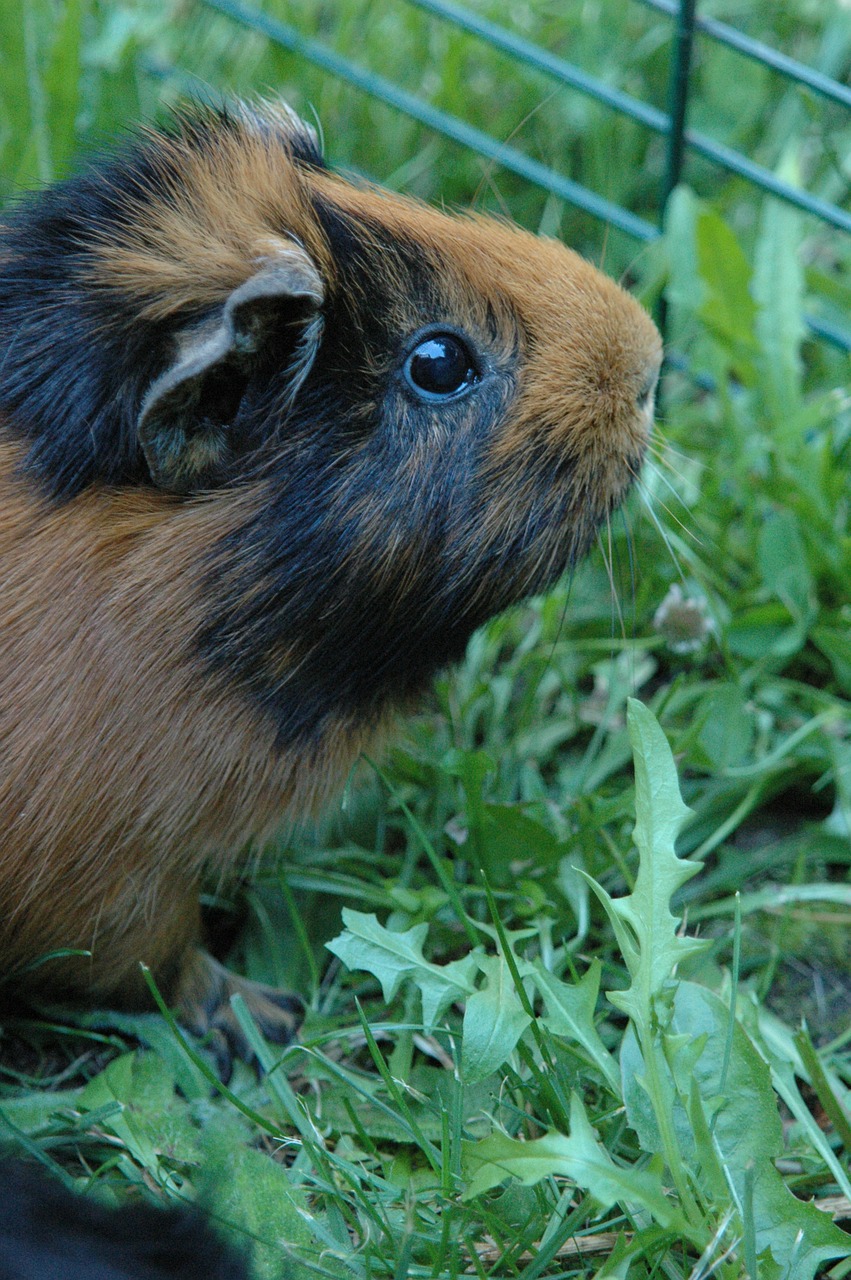 Jūrų Kiaulytė, Gyvūnas, Cinamonas, Mielas, Žinduolis, Ruda, Pūkuotas, Kailis, Vidaus, Žavinga