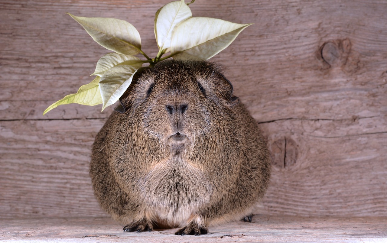 Jūrų Kiaulytė, Lygūs Plaukai, Lemonagouti, Naminis Gyvūnėlis, Žiedas, Žydėti, Mielas, Kailis, Nager, Graužikas