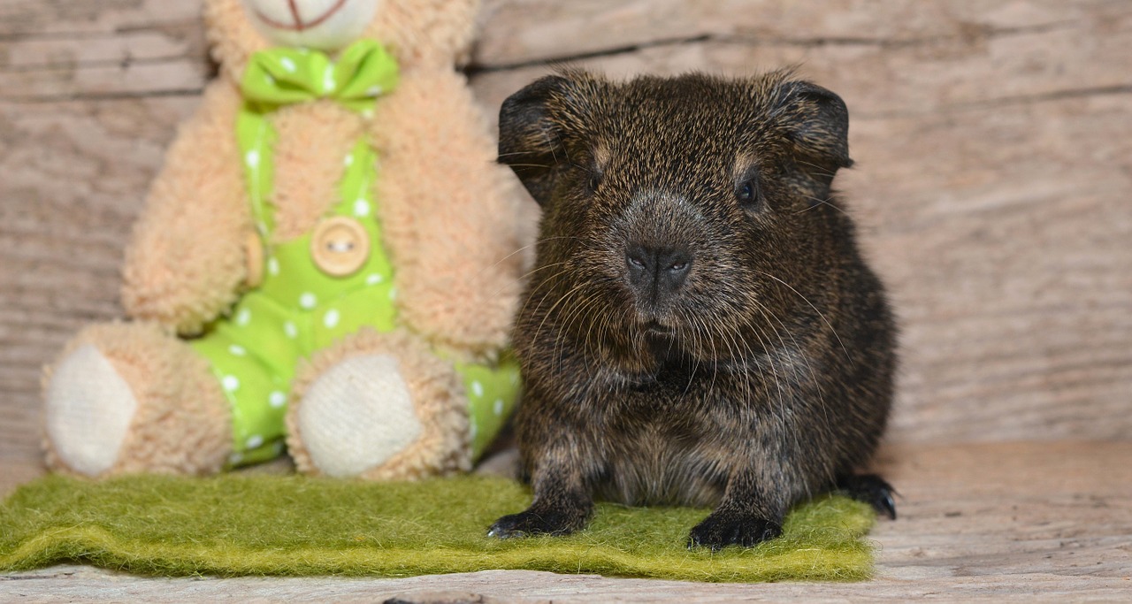 Jūrų Kiaulytė, Lygūs Plaukai, Lemonagouti, Jaunas Gyvūnas, Naminis Gyvūnėlis, Nager, Graužikas, Mielas, Nemokamos Nuotraukos,  Nemokama Licenzija