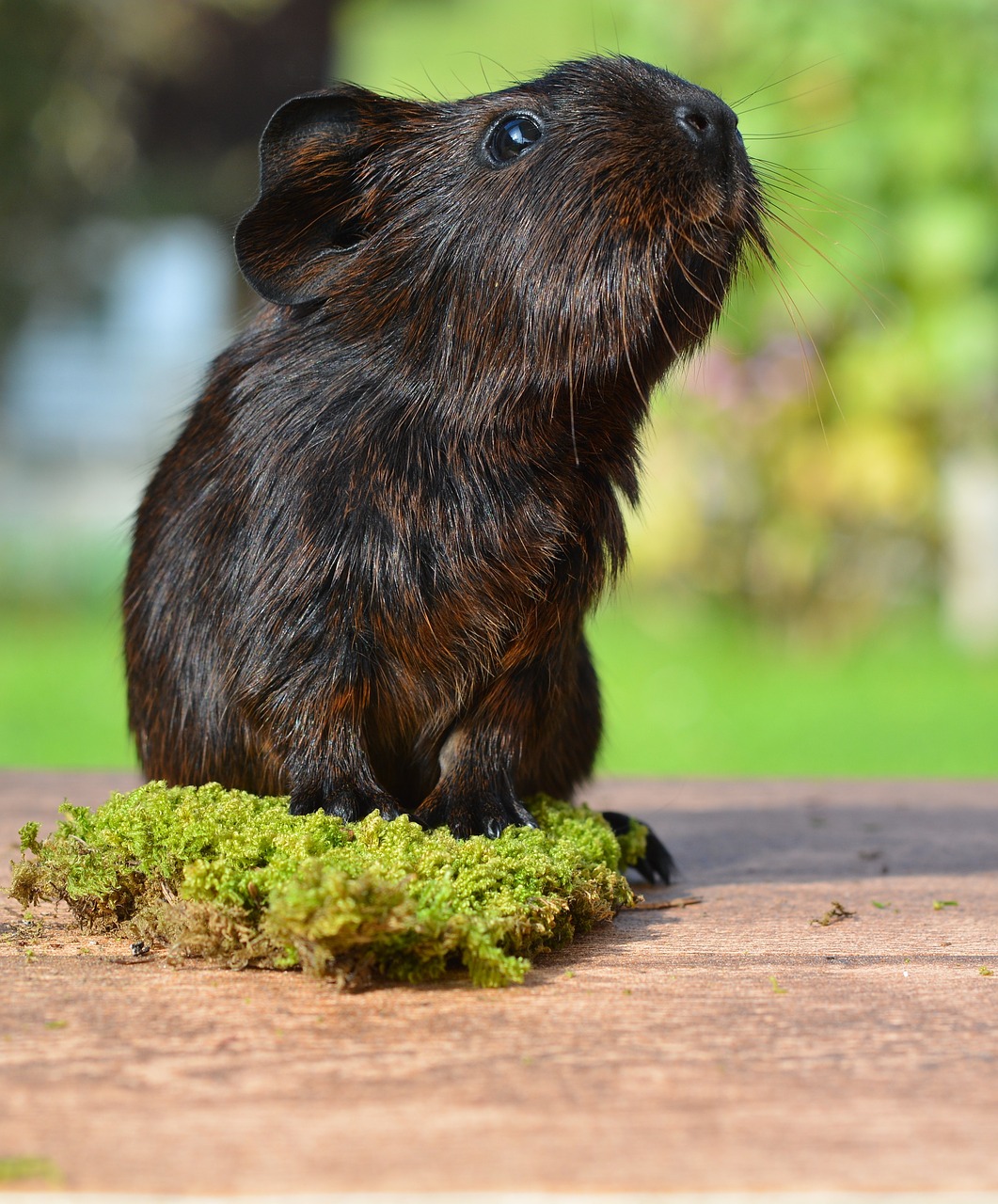 Jūrų Kiaulytė, Lygūs Plaukai, Aukso Agouti, Jaunas Gyvūnas, Mažas, Saldus, Mielas, Agouti, Nager, Graužikas