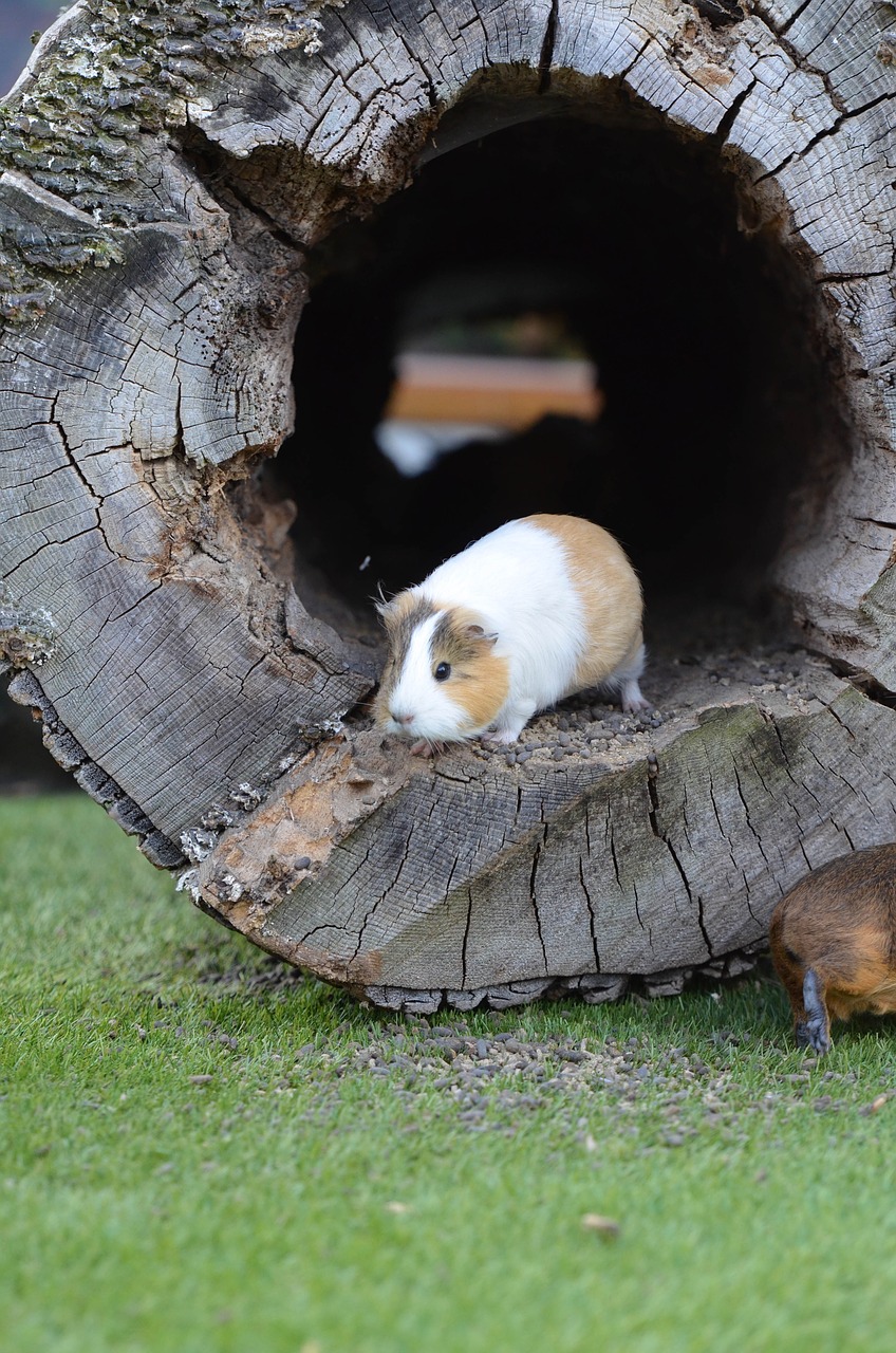 Jūrų Kiaulytė, Zoologijos Sodas, Saldus, Išorinis Požiūris, Valgyti, Mažas, Gyvūnas, Mielas, Nemokamos Nuotraukos,  Nemokama Licenzija