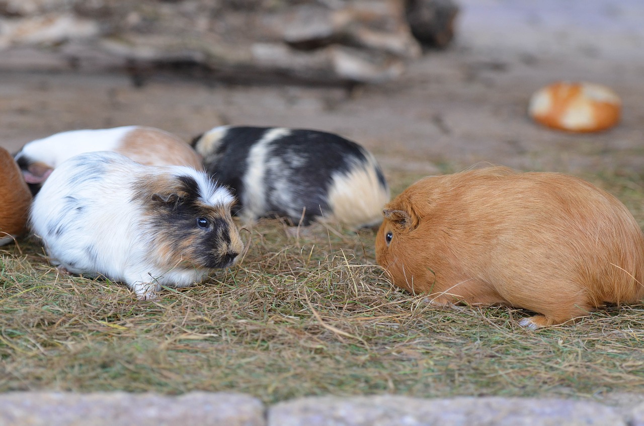 Jūrų Kiaulytė, Zoologijos Sodas, Saldus, Išorinis Požiūris, Valgyti, Mažas, Gyvūnas, Mielas, Nemokamos Nuotraukos,  Nemokama Licenzija