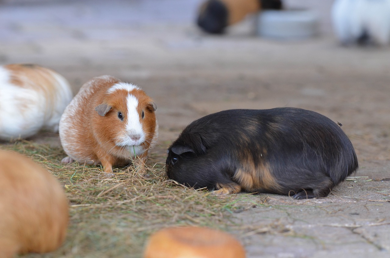 Jūrų Kiaulytė, Zoologijos Sodas, Saldus, Išorinis Požiūris, Valgyti, Mažas, Gyvūnas, Mielas, Nemokamos Nuotraukos,  Nemokama Licenzija