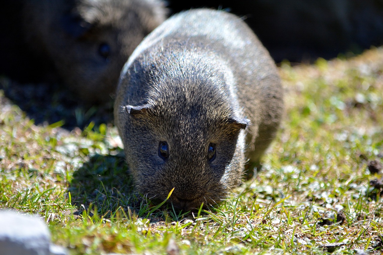 Jūrų Kiaulytė,  Lygūs Plaukai,  Lemonagouti,  Juoda Grietinė-Aguti,  Naminis Gyvūnėlis,  Graužikas,  Nager,  Mažas Gyvūnas,  Gamta,  Žolė