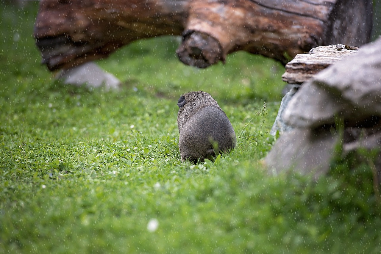 Jūrų Kiaulytė, Lietus, Gamta, Oro Temperamentas, Lygūs Plaukai, Lemonagouti, Nager, Graužikas, Nemokamos Nuotraukos,  Nemokama Licenzija