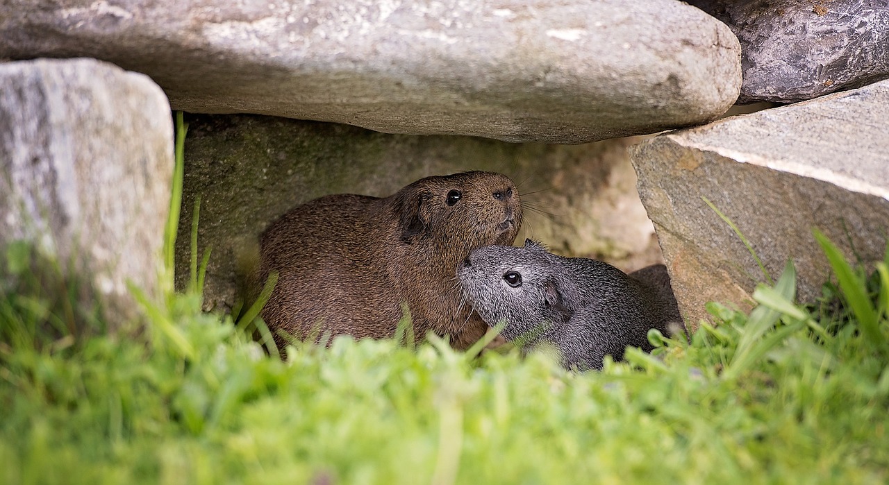 Jūrų Kiaulytė, Lygūs Plaukai, Draugystė, Nager, Graužikas, Agouti, Gyvūnas, Gamta, Nemokamos Nuotraukos,  Nemokama Licenzija