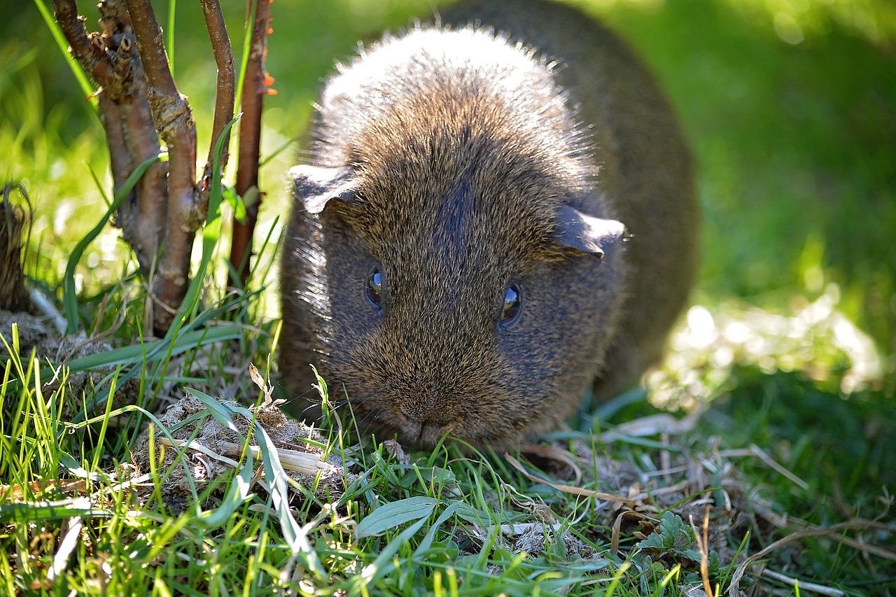 Jūrų Kiaulytė, Lygūs Plaukai, Pilka Agouti, Juodas Buff-Agouti, Gamta, Žolė, Nager, Graužikas, Nemokamos Nuotraukos,  Nemokama Licenzija