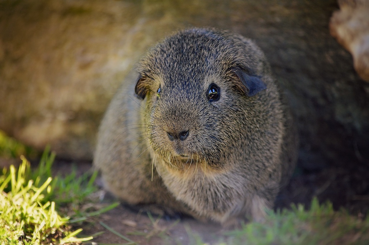 Jūrų Kiaulytė,  Lygūs Plaukai,  Agouti,  Juoda Grietinė-Aguti,  Laukinis Gyvenimas,  Gamta,  Out,  Graužikas,  Gyvūnas,  Žinduolis