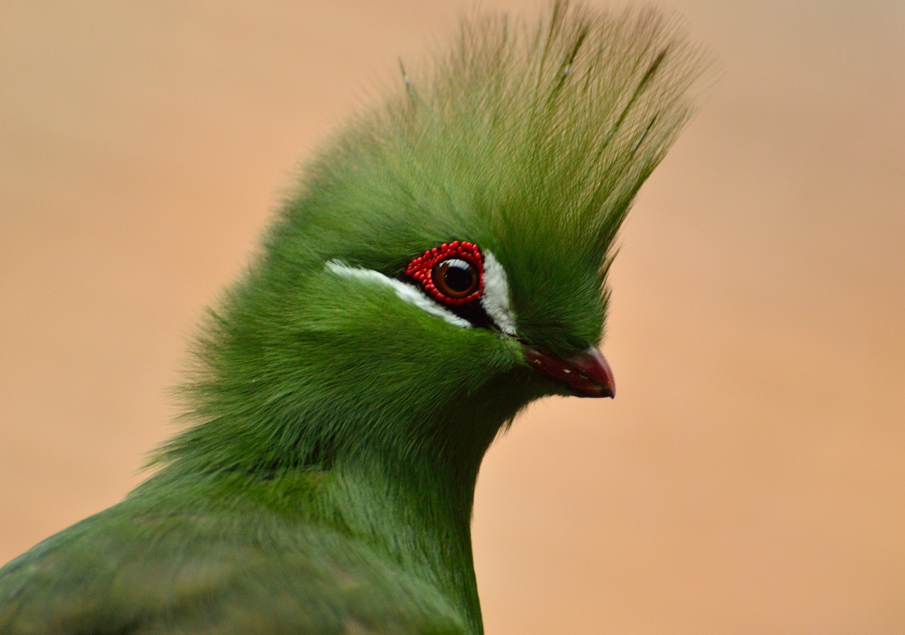 Guinea Turaco, Paukštis, Žaliasis Crested, Egzotiškas, Laukinė Gamta, Spalvinga, Nemokamos Nuotraukos,  Nemokama Licenzija