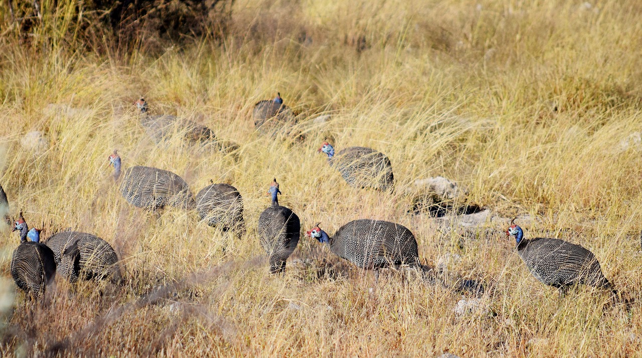 Patarškiniai,  Taškas,  Juodos Spalvos,  Baltos Spalvos,  Paukštis,  Pobūdį,  Vieta,  Etosha,  Namibija,  Dykuma