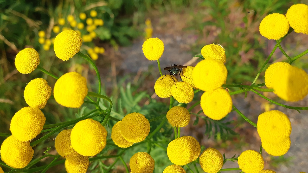 Gulblomma,  Bitkrėslė,  Skristi,  Gėlės,  Vasara,  Augalų,  Švedija,  Gamta, Nemokamos Nuotraukos,  Nemokama Licenzija