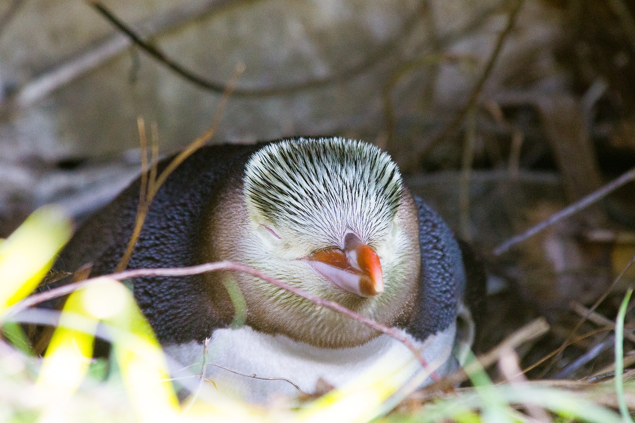 Guløjet Pingvinas, Guløjepingvin, Megadyptes Antipodes, Pingvinas, Natūralus, Naujoji Zelandija, Brangus, Otago Pusiasalis, Dunedinas, Nemokamos Nuotraukos