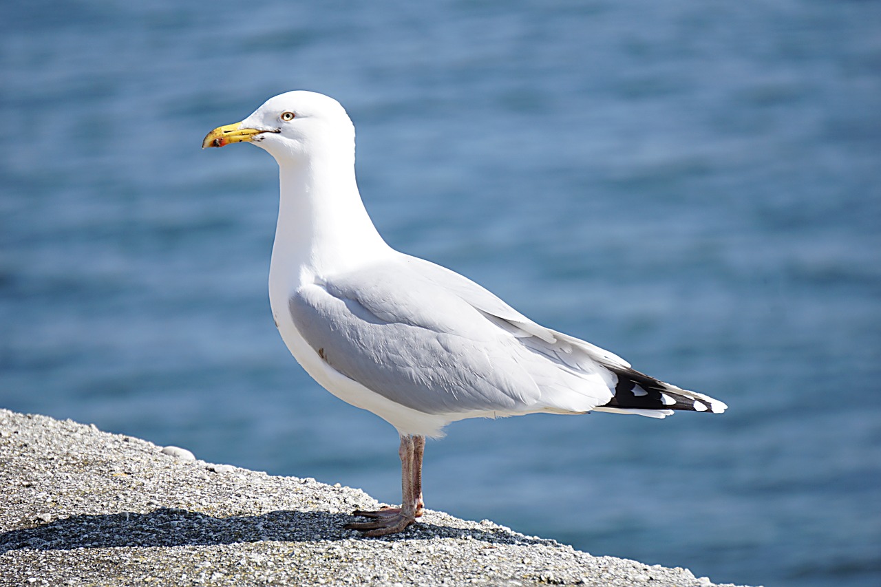 Kepuraitė, Paukštis, Jūros Paukštis, Gyvūnas, Jūra, Gamta, Ornitologija, Fauna, Vandenynas, Plunksnos