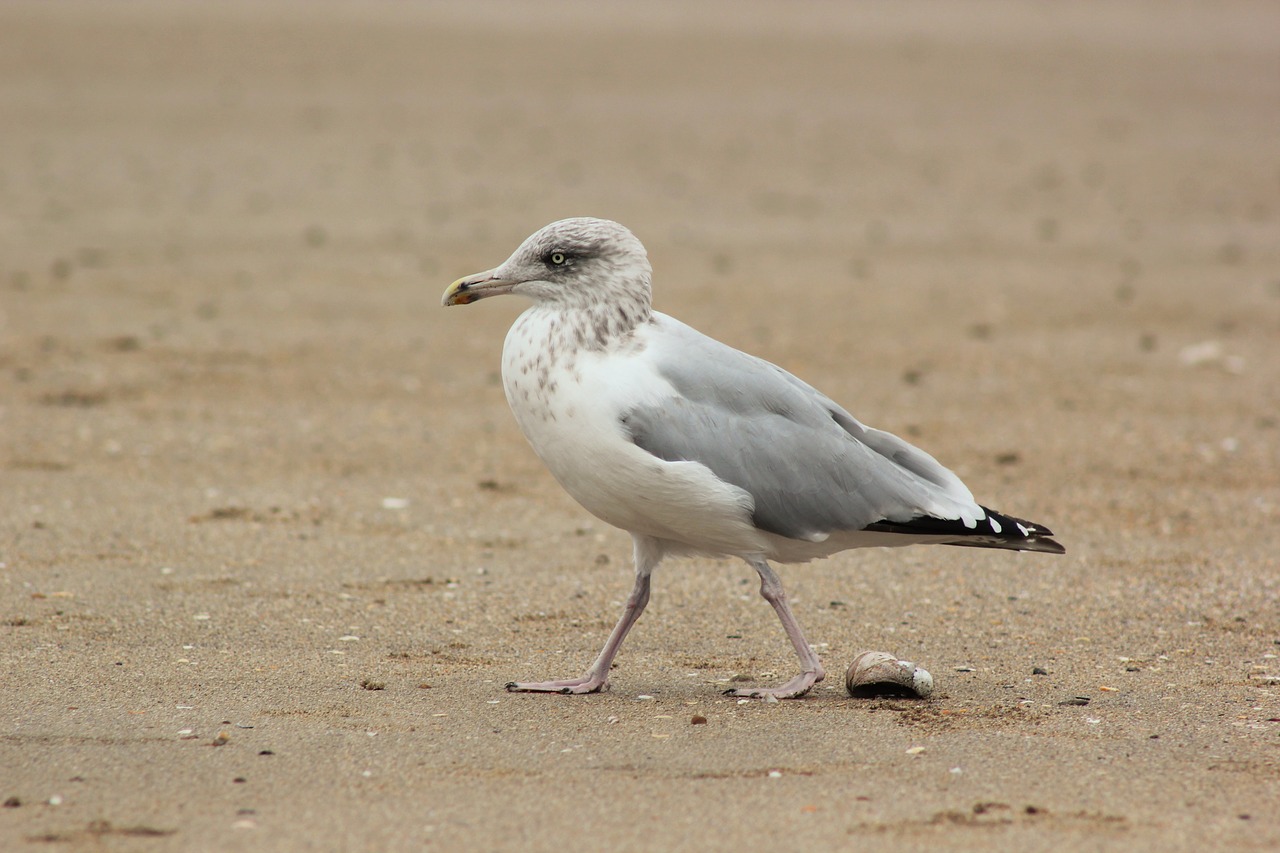 Kepuraitė, Kajakas, Smėlis, Papludimys, Ornitologija, Fauna, Vandenynas, Plunksnos, Brittany, Nemokamos Nuotraukos