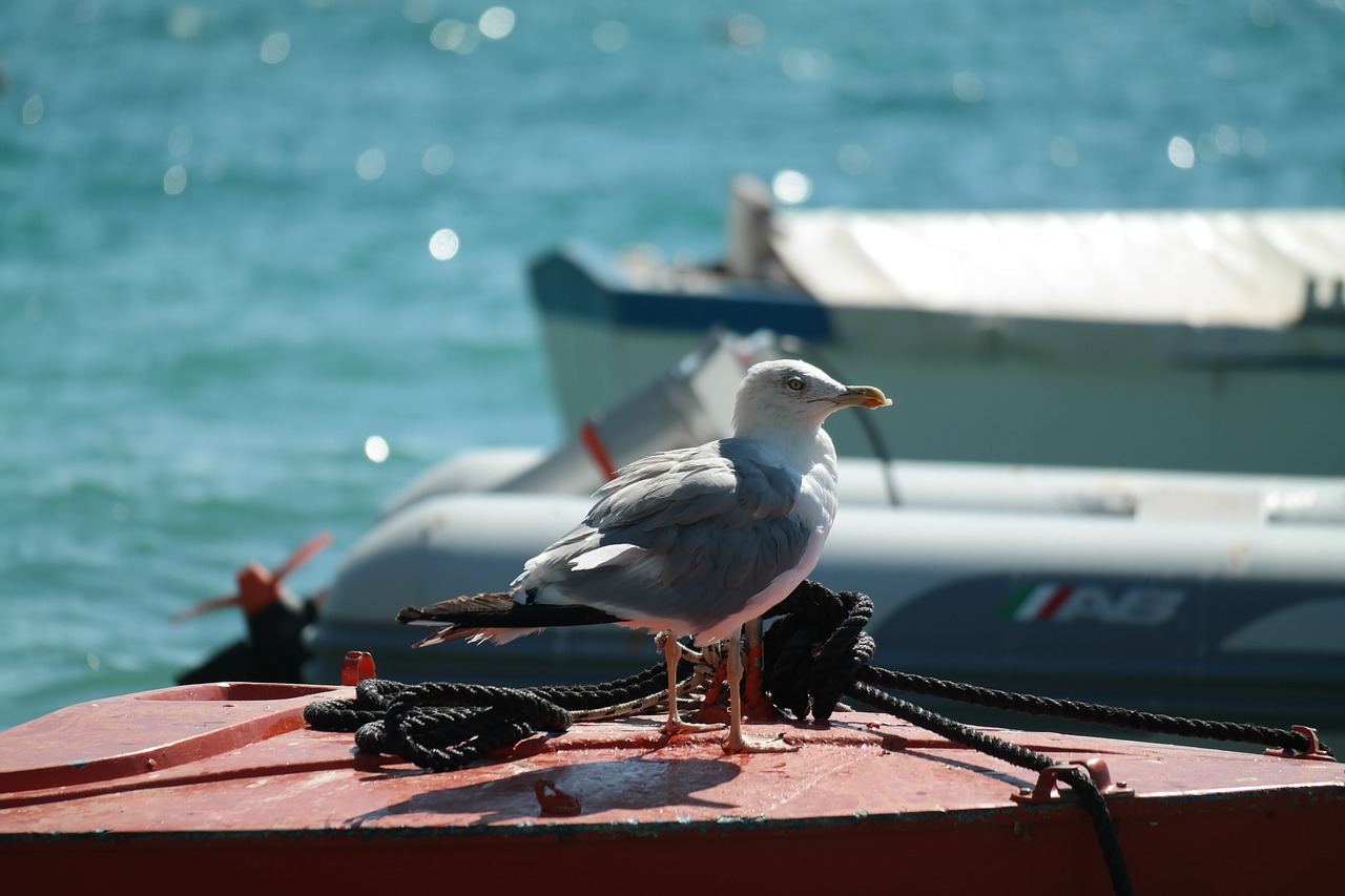 Kepuraitė, Boot, Vanduo, Uostas, Kroatija, Viduržemio Jūros, Šventė, Nemokamos Nuotraukos,  Nemokama Licenzija