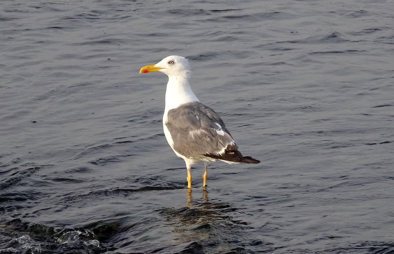 Kepuraitė, Paukštis, Kajakas, Heglino Kelis, Sibiro Kalykla, Larus Fuscus Heuglini, Jūros Paukštis, Larus, Mažesnė Juodoji Giraitė, Vandenynas