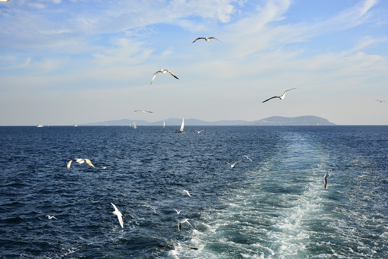 Kepalas Paukštis, Istanbulas, Jūrų, Nemokamos Nuotraukos,  Nemokama Licenzija