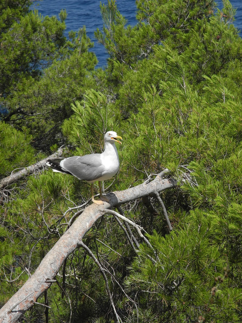 Gull L, Gyvūnas, Paukštis Jūrų, Gamta, Nemokamos Nuotraukos,  Nemokama Licenzija