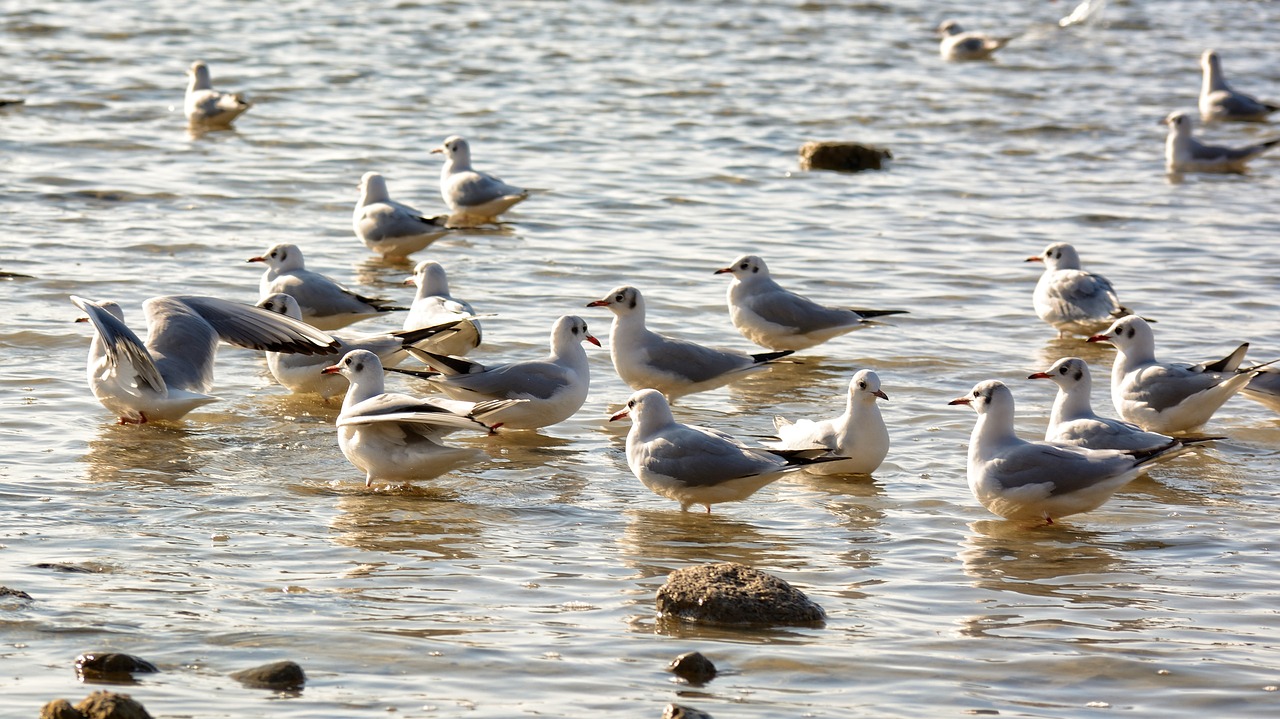 Kaukolės, Juodoji Galva, Grupė, Vanduo, Sėdėti, Plaukti, Vandens Paukštis, Ežeras, Paukštis, Gyvūnas