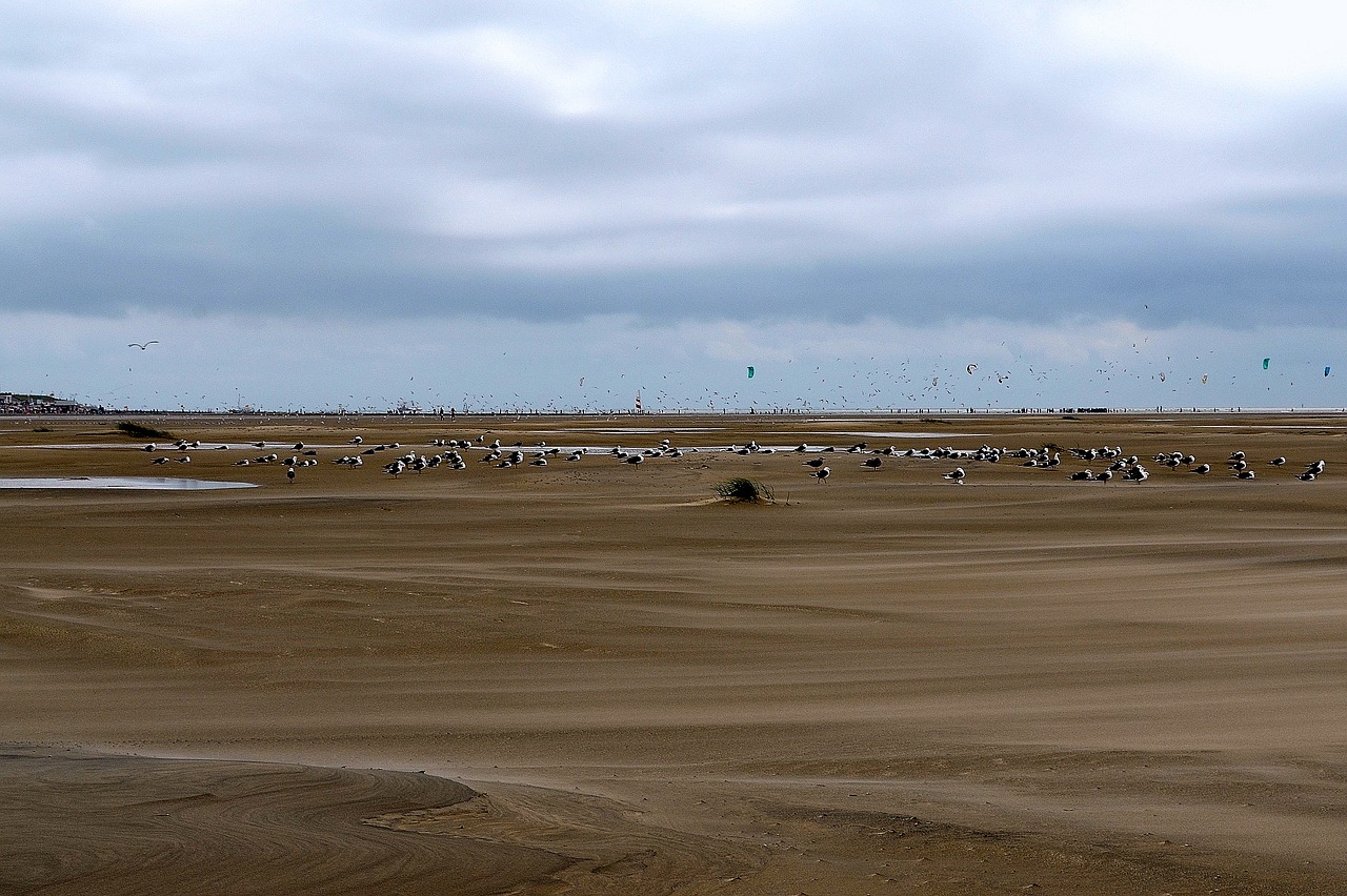 Kaukolės, Jūros Paukščiai, Borkum, Wadden Jūra, Atsipalaiduoti, Papludimys, Debesuotumas, Nemokamos Nuotraukos,  Nemokama Licenzija